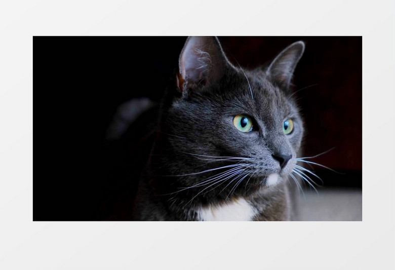 黑色猫咪的大眼睛实拍视频素材