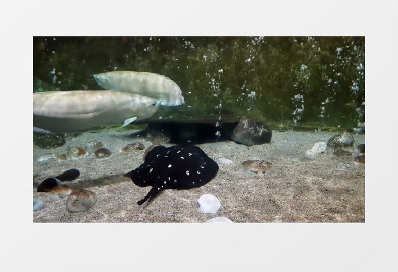 黑色的鮸鱼在水底实拍视频素材