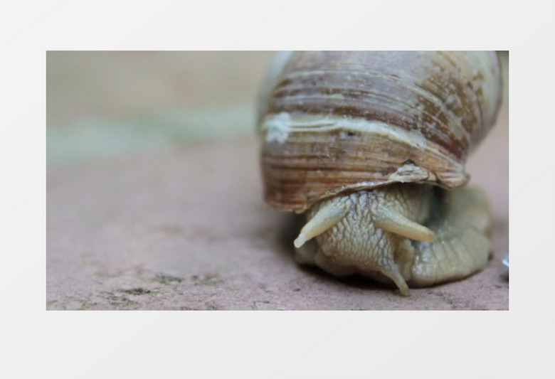 小蜗牛缩起触角实拍视频素材