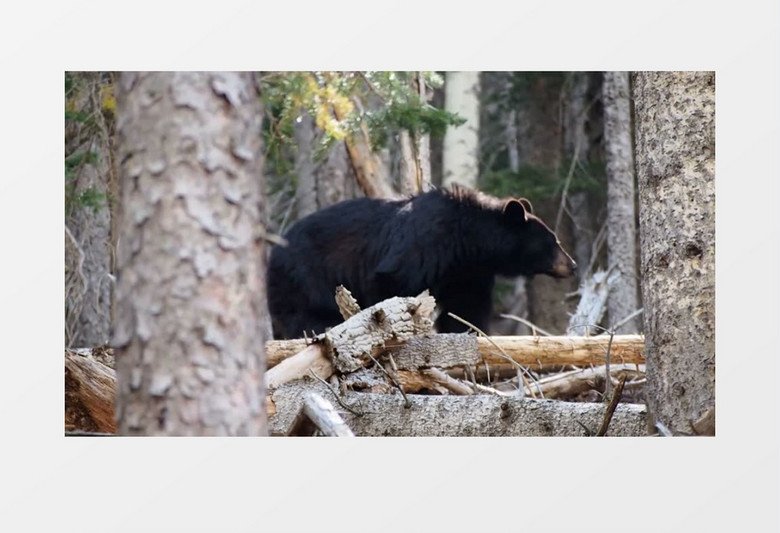 黑熊在深林实拍视频素材