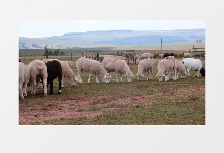 绵羊群在草地上吃草实拍视频素材