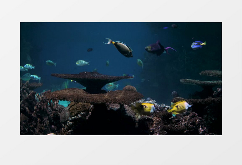 海底鱼群和珊瑚实拍视频素材