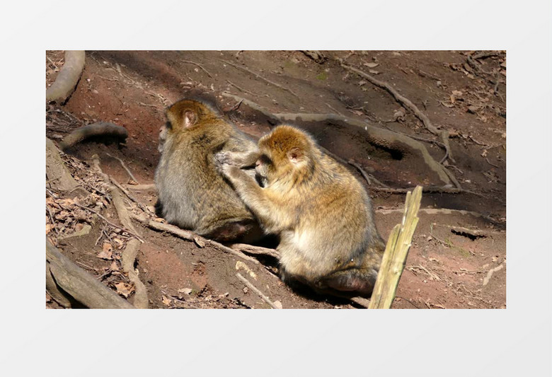 两只小猴子在树下清理身体实拍视频素材