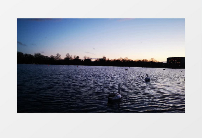 小鸭子在湖水中畅游实拍视频素材