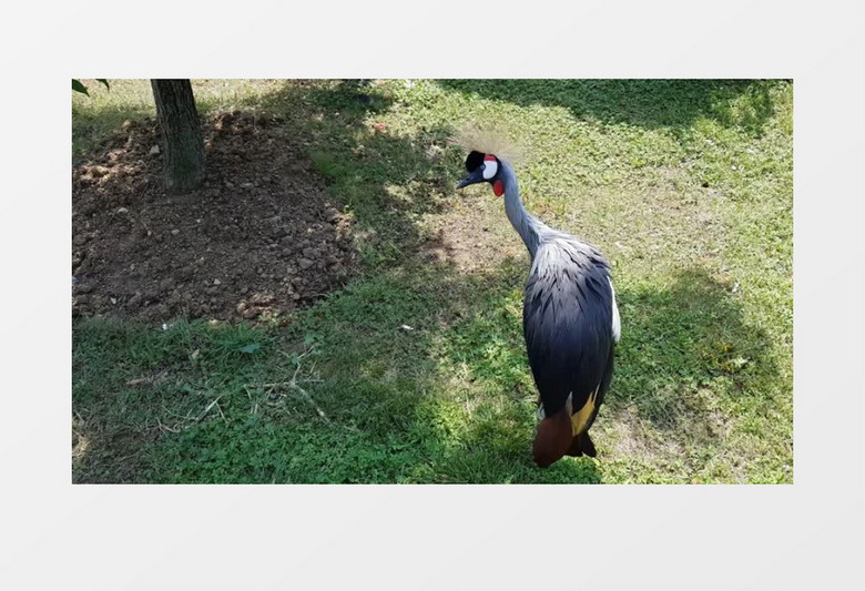 孔雀在树荫下乘凉实拍视频素材