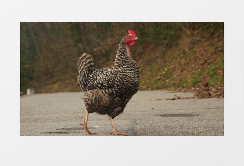 一只灰色的鸡实拍视频素材