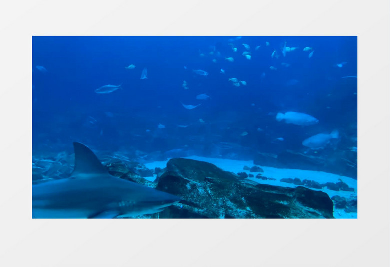 深海游过的鲨鱼实拍视频素材