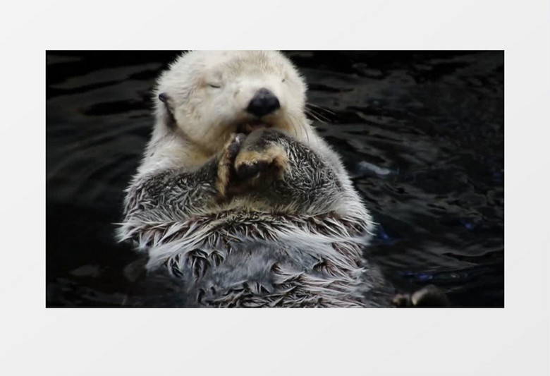 灰色的小动物在屋面戏水实拍视频素材