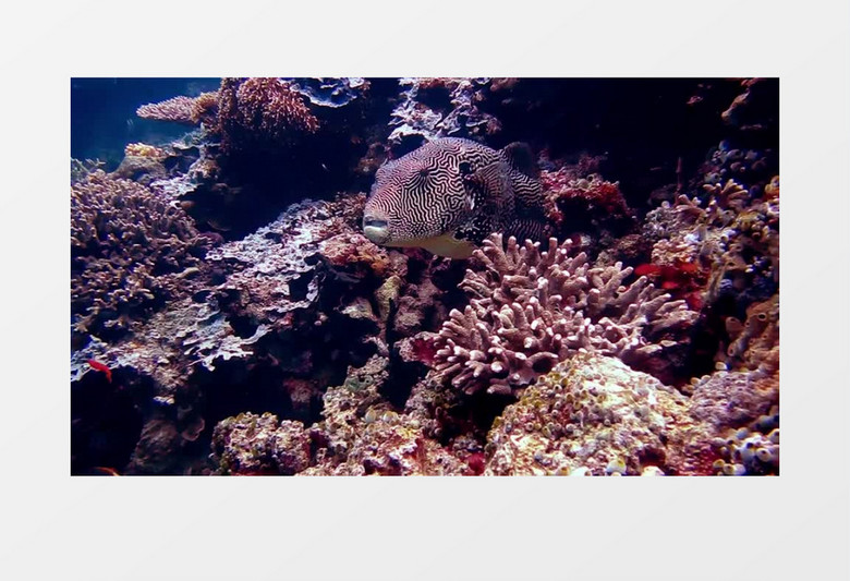海底珊瑚群实拍视频素材