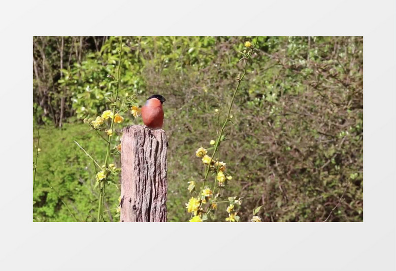红黑色的小鸟落在木桩上实拍视频素材