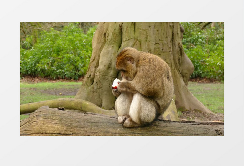 猴子坐在地上吃桃子实拍视频素材