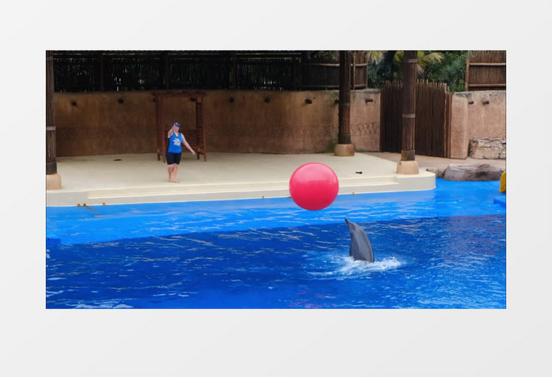 海豚在泳池玩红色的球实拍视频素材