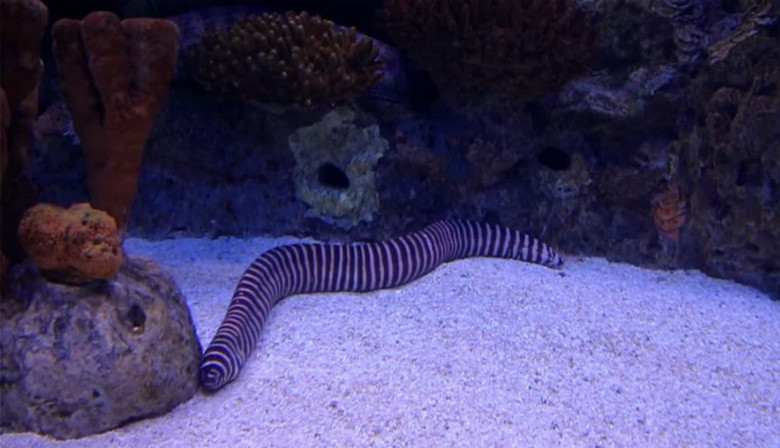 黑白相间的深海生物实拍视频素材下载 Mp4格式 19 1080像素 熊猫办公 黑白相间的深海生物实拍视频素材下载 Mp4格式 19 1080像素 熊猫办公