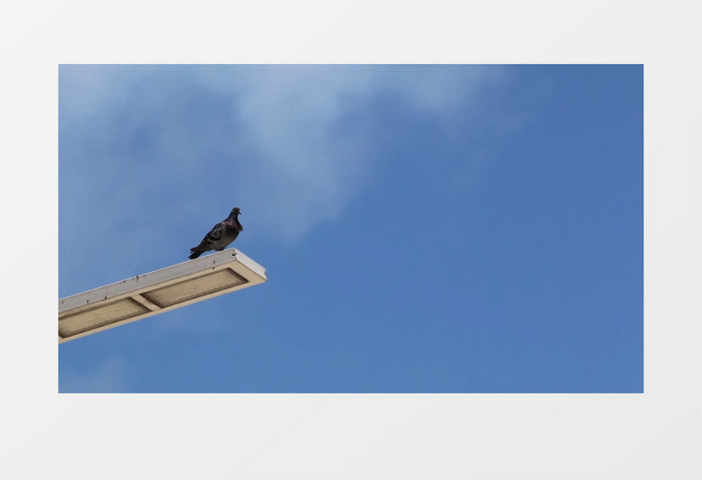 黑色的鸽子从高处飞下实拍视频素材