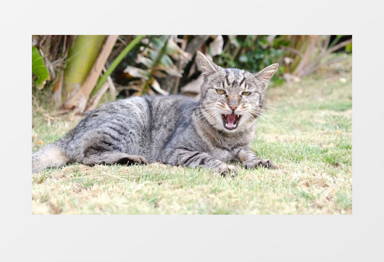 黑色的猫咪趴在草地上实拍视频素材