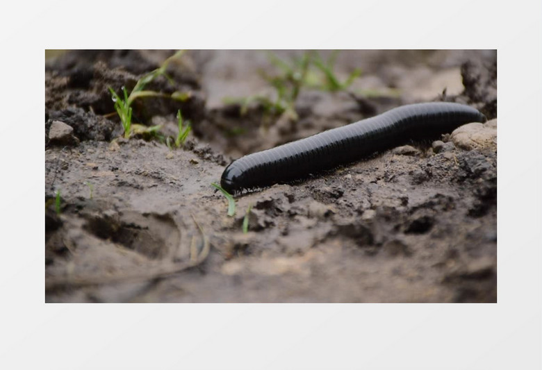 黑色的蚯蚓在土里爬行实拍视频素材