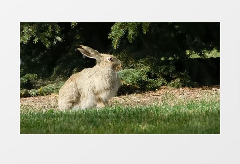 黑色的小兔子蹲在草地上实拍视频素材