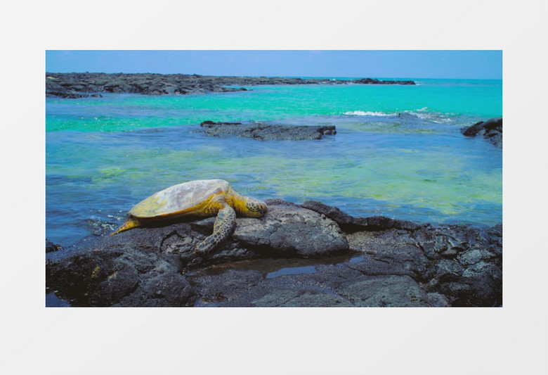 海龟在海边的礁石上实拍视频素材