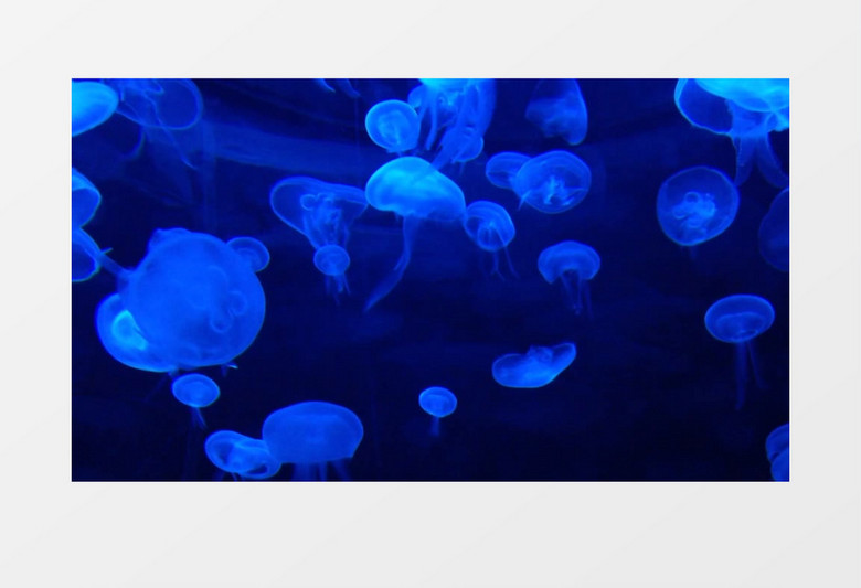 海底遨游的蓝色水母群实拍视频素材