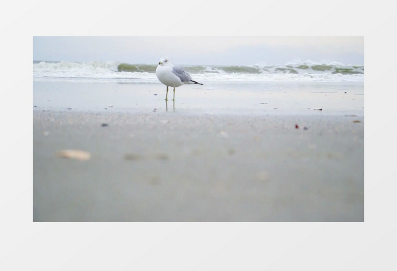 白色的小鸟在沙滩上实拍视频素材