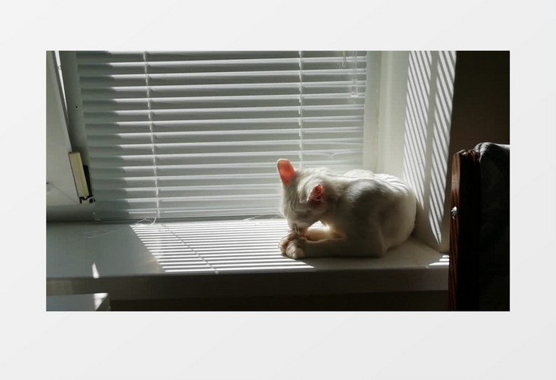 白色的小猫在窗台上实拍视频素材