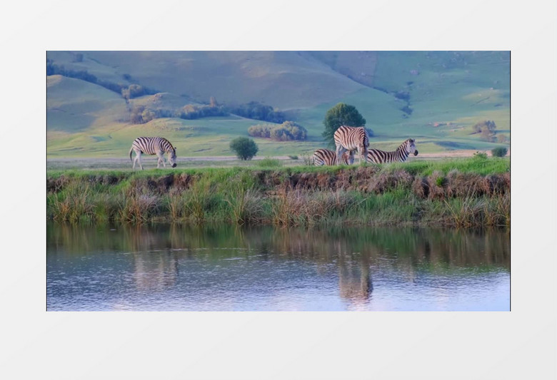 斑马群在湖面的草地上吃草实拍视频素材