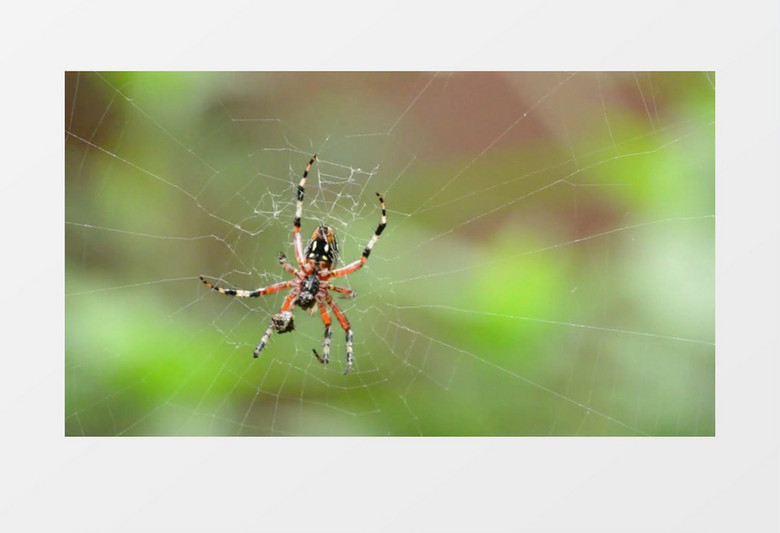 蜘蛛在结蜘蛛网实拍视频素材