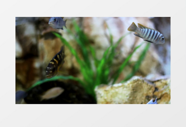 鱼缸里的各种颜色小鱼实拍视频素材