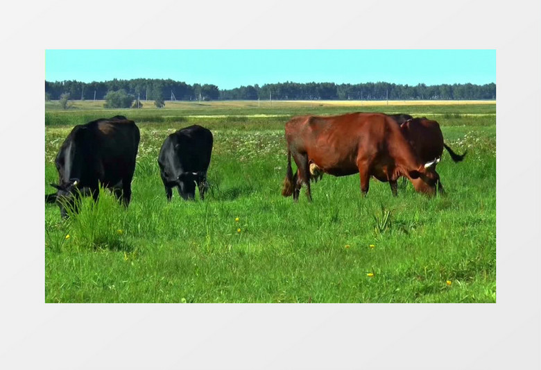 在草地上吃草的牛群实拍视频素材