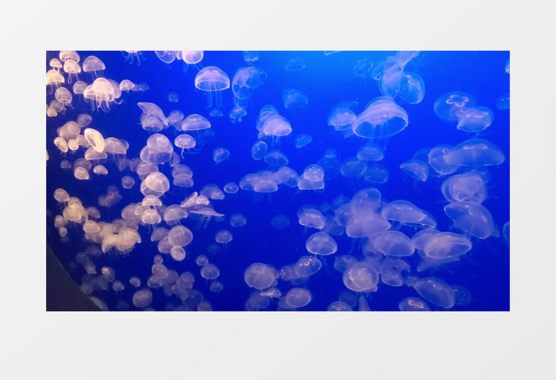 高清拍摄水底的水母群实拍视频素材