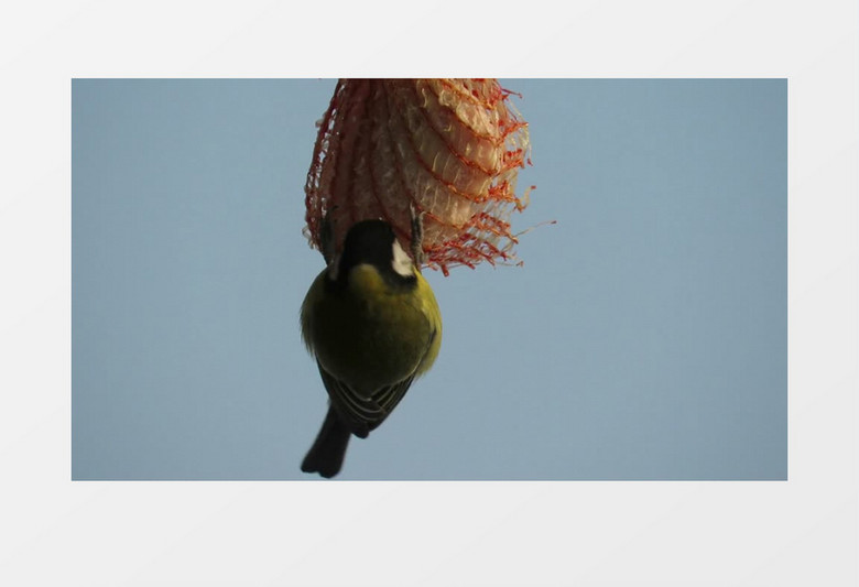 小鸟在吃挂起来的食物实拍视频素材