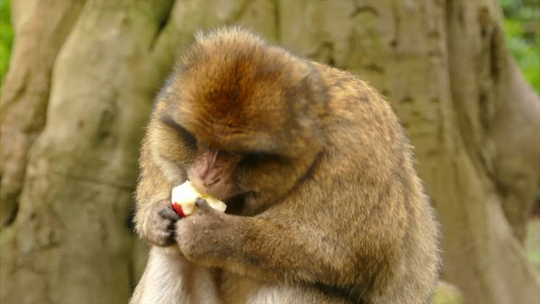 小猴子捧着桃子吃实拍视频素材