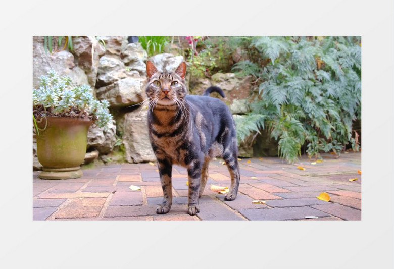 小花猫在园中闲逛实拍视频素材