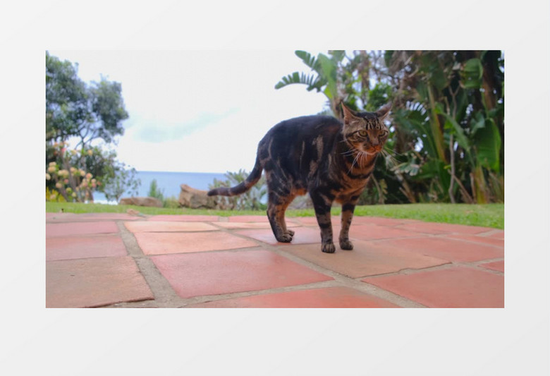 小花猫在门前的地板上实拍视频素材