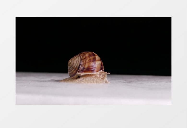 蜗牛的触角慢慢张开实拍视频素材