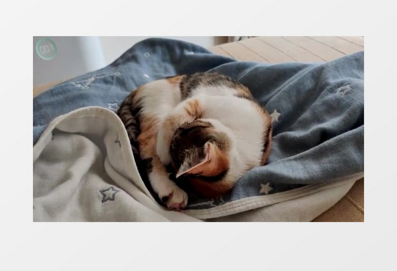 睡在沙发上的小猫咪实拍视频素材