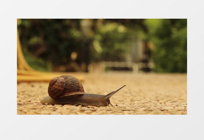 蜗牛在道路上缓慢爬行实拍视频素材