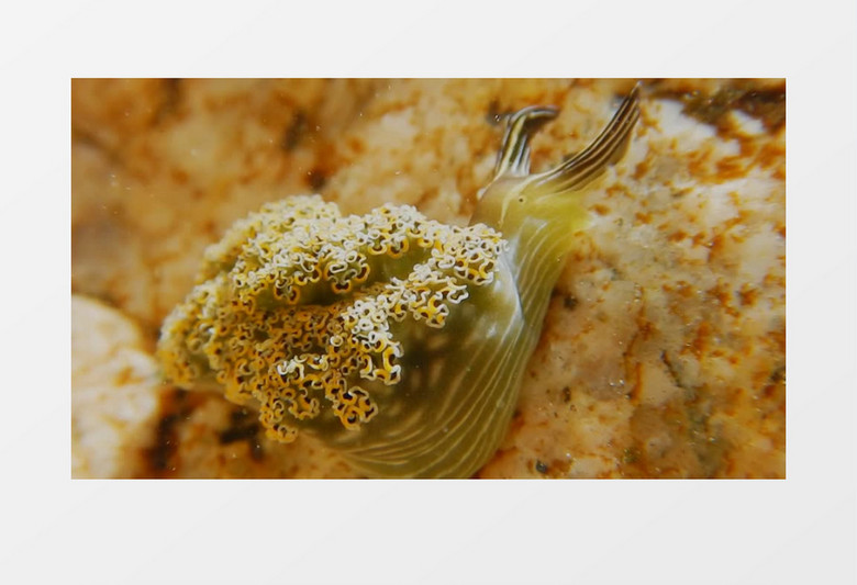 生活在海底的蜗牛实拍视频素材