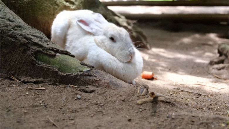 小白兔卧在树下休息实拍视频素材