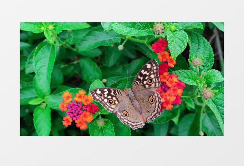 蝴蝶落在花朵上实拍视频素材