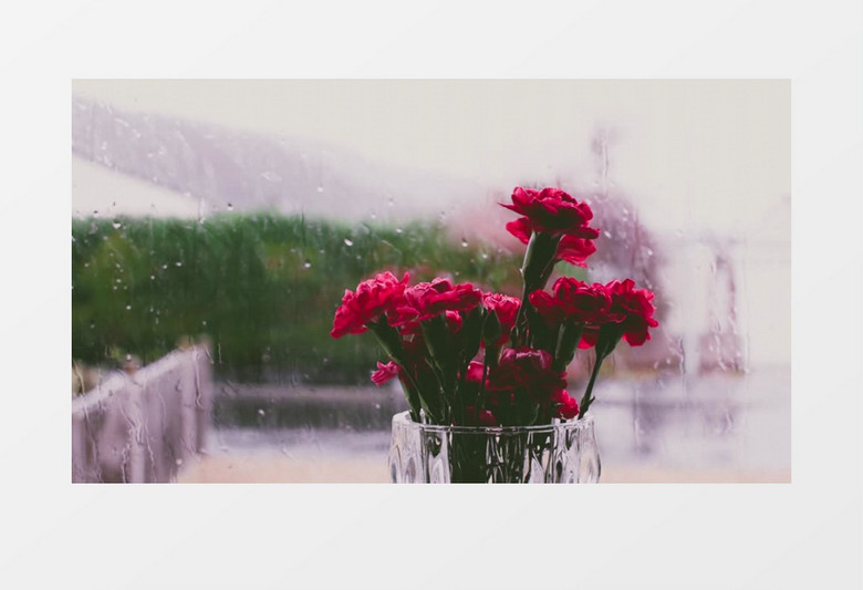 红色的花朵在下雨的窗边实拍视频素材