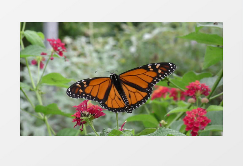 蝴蝶在红的的花朵上传播花粉实拍视频素材