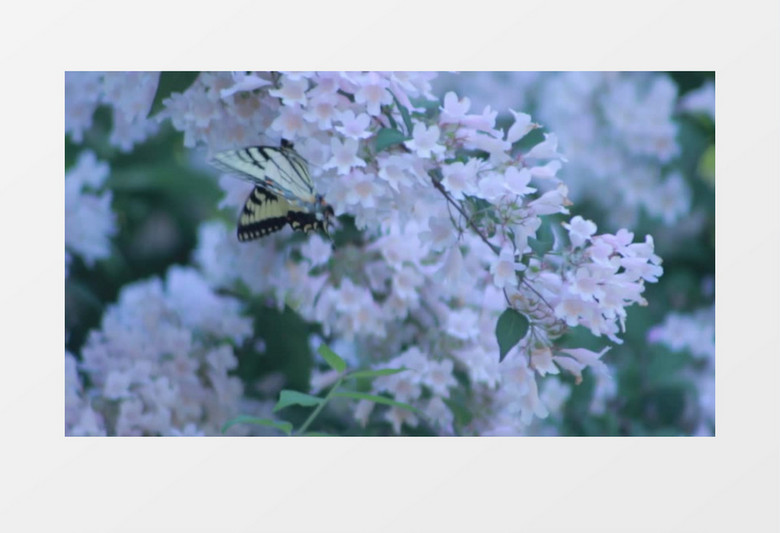 蝴蝶在白色花朵上传播花粉实拍视频素材