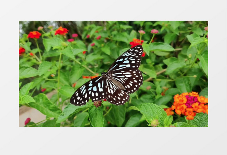 蝴蝶在花上实拍视频素材