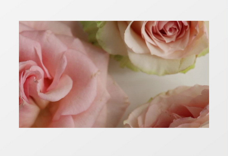 放在桌上粉色玫瑰实拍视频素材