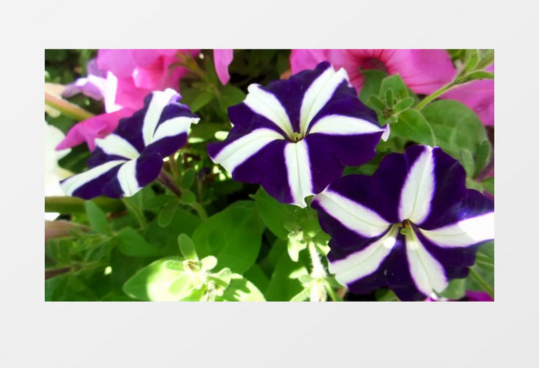 紫色花朵开放在红色花朵中实拍视频素材