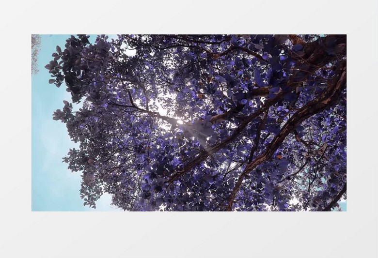 白色和紫色的花树实拍视频素材下载 Mp4格式 19 1080像素 熊猫办公