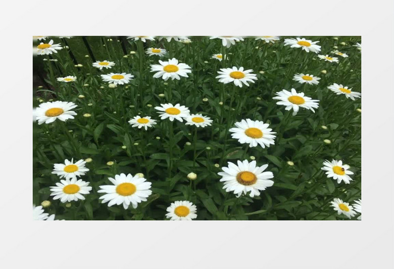 白色小雏菊在随风飘动实拍视频素材