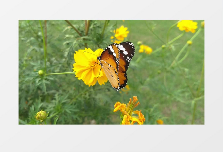 一朵花上有一只美丽的蝴蝶实拍视频素材