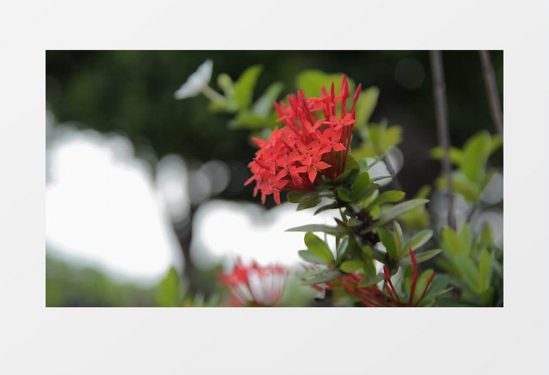 一簇红色的花朵盛开实拍视频素材